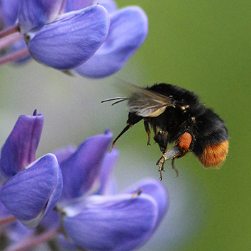 Picture of a bumblebee on a purple flower