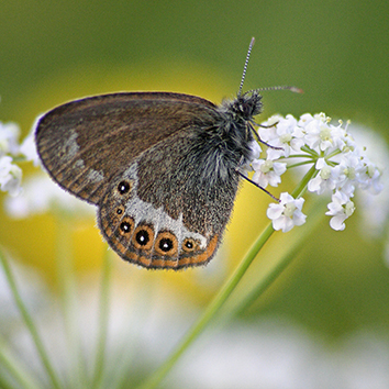 Picture of a small, brown butterfly on a white flower