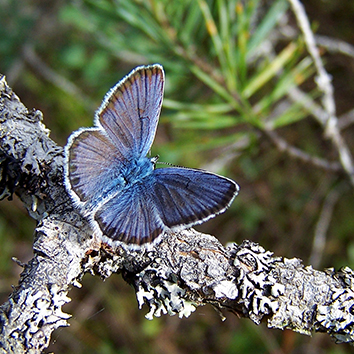 Close up picture of a small, blue butterfly