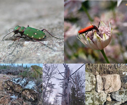 Collage containing two pictures of beetles and three examples of habitats where many insects thrive