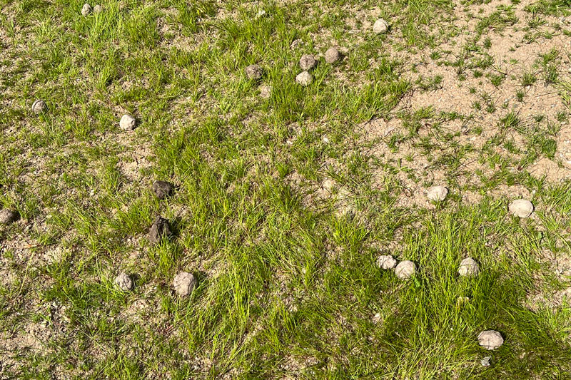 Gräsmatta med klumpar (fröbomber) med gräs- och blomfrön