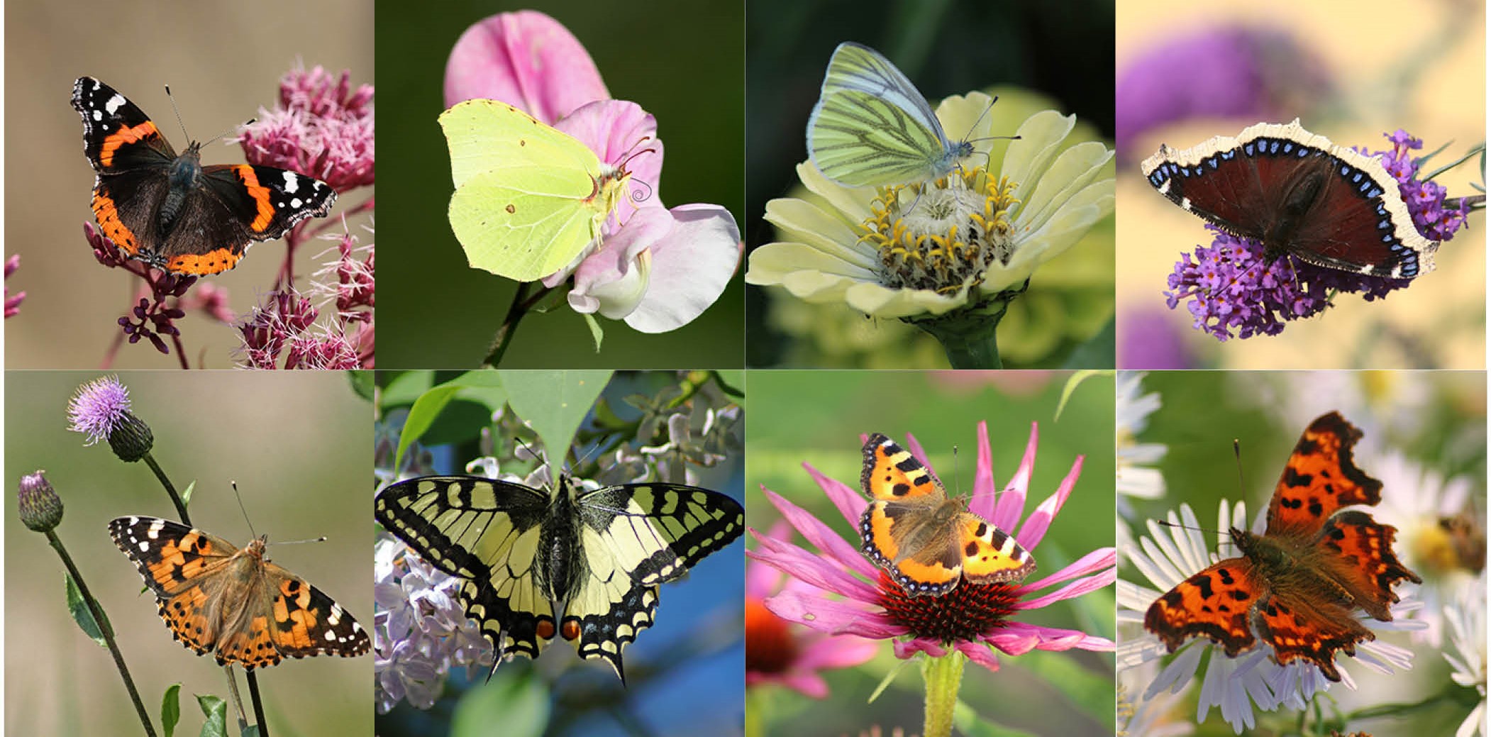 Collage with different kinds of butterflies.
